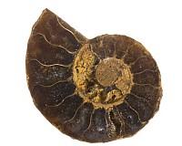 Amonit půlený 38 mm