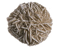 Sádrovec, růže 27 mm