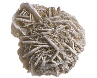 Sádrovec, růže 32 mm