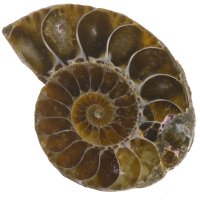 Amonit půlený 30 mm