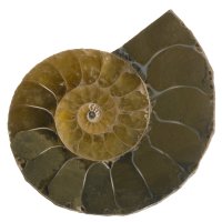 Amonit půlený 32 mm