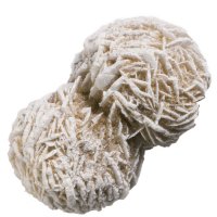 Sádrovec, růže 30 mm