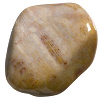 Zkamenělý korál tromlovaný L