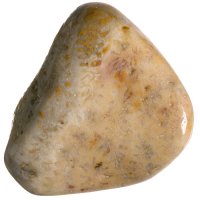 Zkamenělý korál tromlovaný L