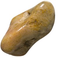 Zkamenělý korál tromlovaný M