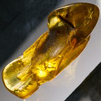 Jantar baltský 6,4 g