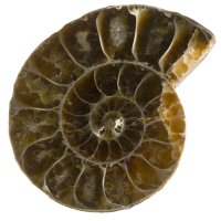 Amonit půlený 32 mm