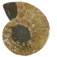 Amonit půlený 34 mm