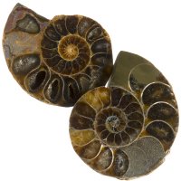 Amonit půlený, pár 34 mm