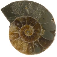 Amonit půlený 27 mm
