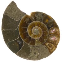 Amonit půlený 30 mm