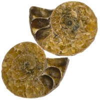 Amonit půlený, pár 30 mm