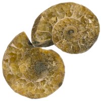 Amonit půlený, pár 30 mm