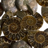 Amonit půlený, 250 g