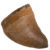 Mosasaurus, fosilní zub