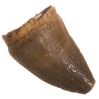 Mosasaurus, fosilní zub