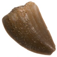 Mosasaurus, fosilní zub