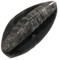 Orthoceras 64 mm