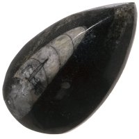 Orthoceras 58 mm