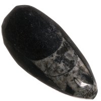 Orthoceras 63 mm