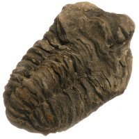 Trilobit, fosilie