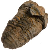 Trilobit, fosilie