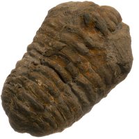 Trilobit, fosilie