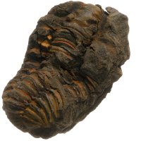 Trilobit, fosilie