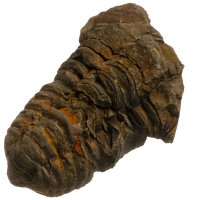 Trilobit, fosilie