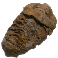 Trilobit, fosilie