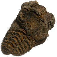 Trilobit, fosilie