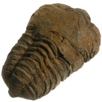 Trilobit, fosilie