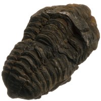Trilobit, fosilie