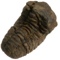 Trilobit, fosilie