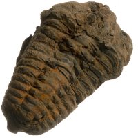 Trilobit, fosilie