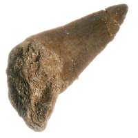 Mosasaurus, fosilní zub