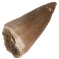 Mosasaurus, fosilní zub