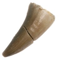 Mosasaurus, fosilní zub