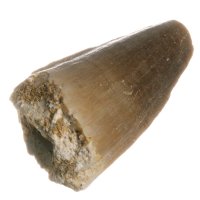 Mosasaurus, fosilní zub