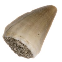 Mosasaurus, fosilní zub