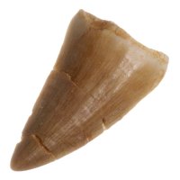 Mosasaurus, fosilní zub