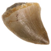 Mosasaurus, fosilní zub