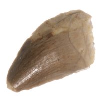 Mosasaurus, fosilní zub