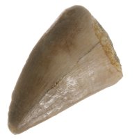 Mosasaurus, fosilní zub