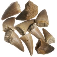 Mosasaurus, fosilní zuby, 10 ks