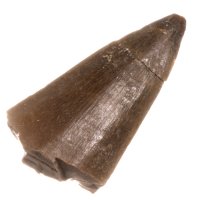 Mosasaurus, fosilní zub