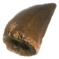 Mosasaurus, fosilní zub