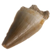 Mosasaurus, fosilní zub