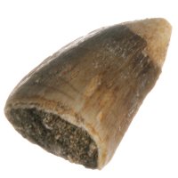 Mosasaurus, fosilní zub