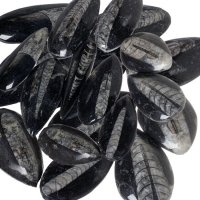 Orthoceras 50-70 mm, 100 ks